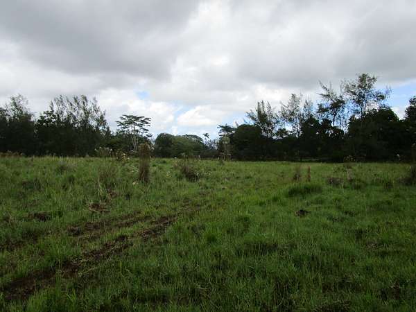 23.4 Acres of Recreational Land for Sale in Kurtistown, Hawaii