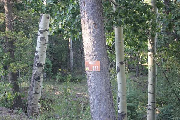 0.95 Acres of Residential Land for Sale in Angel Fire, New Mexico