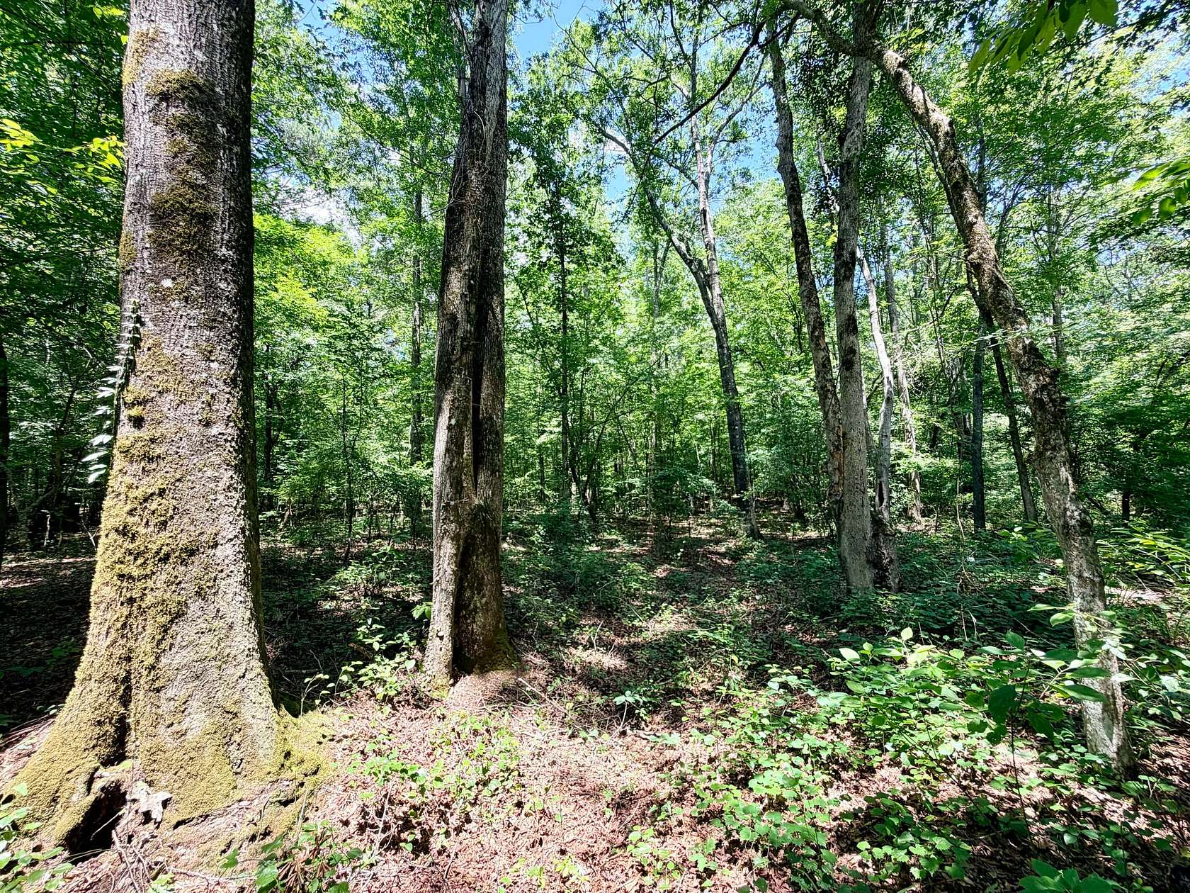 71.5 Acres of Land for Sale in New Site, Mississippi