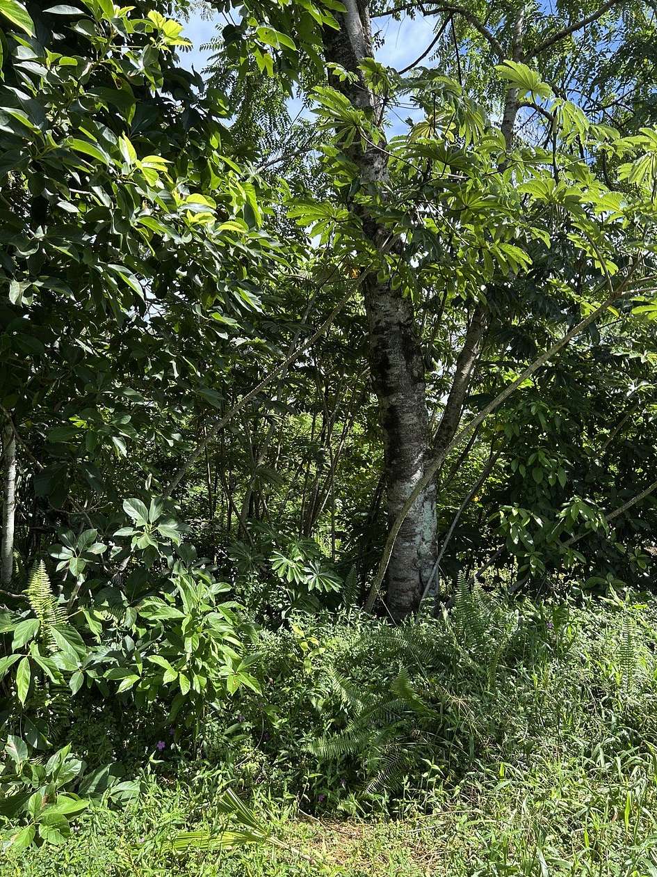 0.28 Acres of Land for Sale in Pahoa, Hawaii
