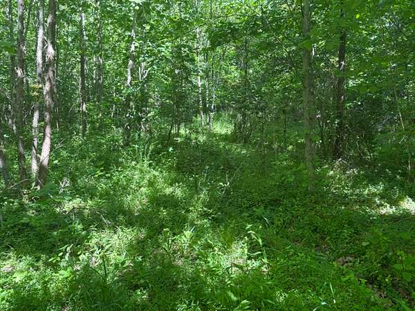 40 Acres of Land for Sale in Wheatland, Indiana