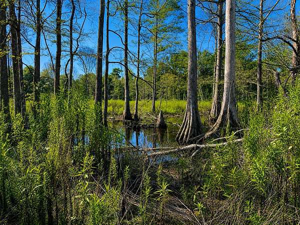 385 Acres of Recreational Land for Sale in Carthage, Mississippi