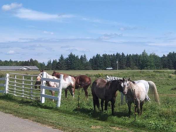 34 Acres of Improved Land for Sale in Merrill, Wisconsin