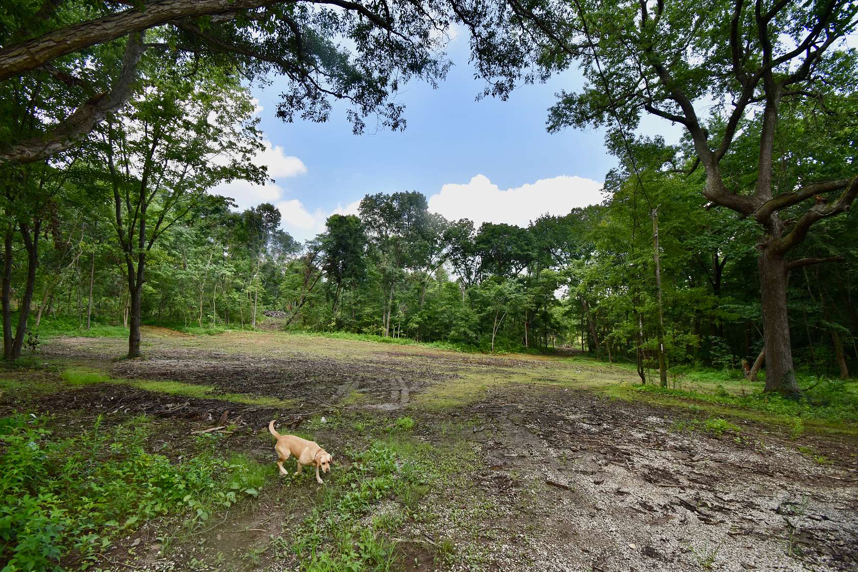 18 Acres of Land for Sale in Tennyson, Indiana