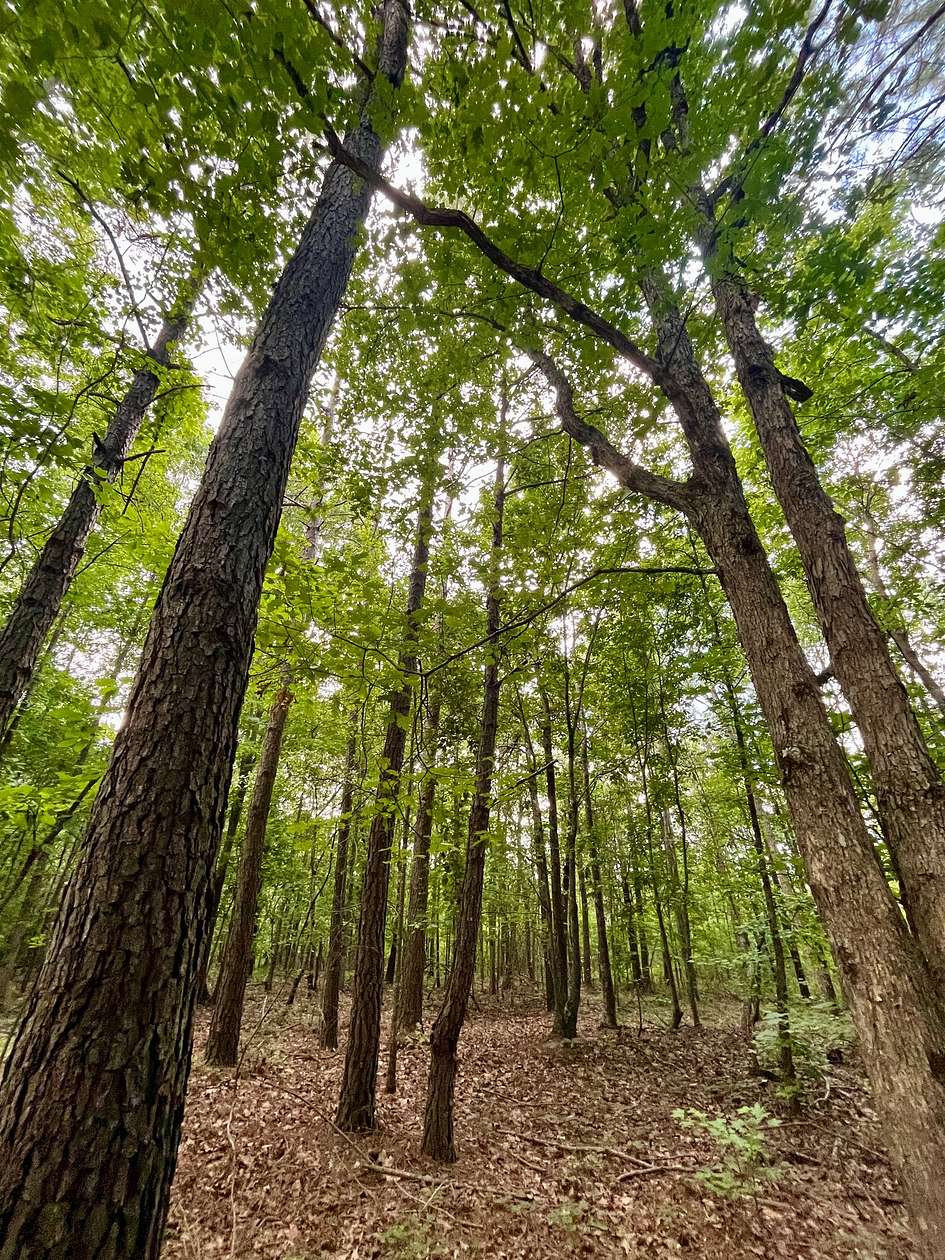 20 Acres of Recreational & Residential Land for Sale in Woodland, Alabama