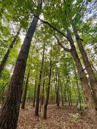 20 Acres of Recreational & Residential Land for Sale in Woodland, Alabama