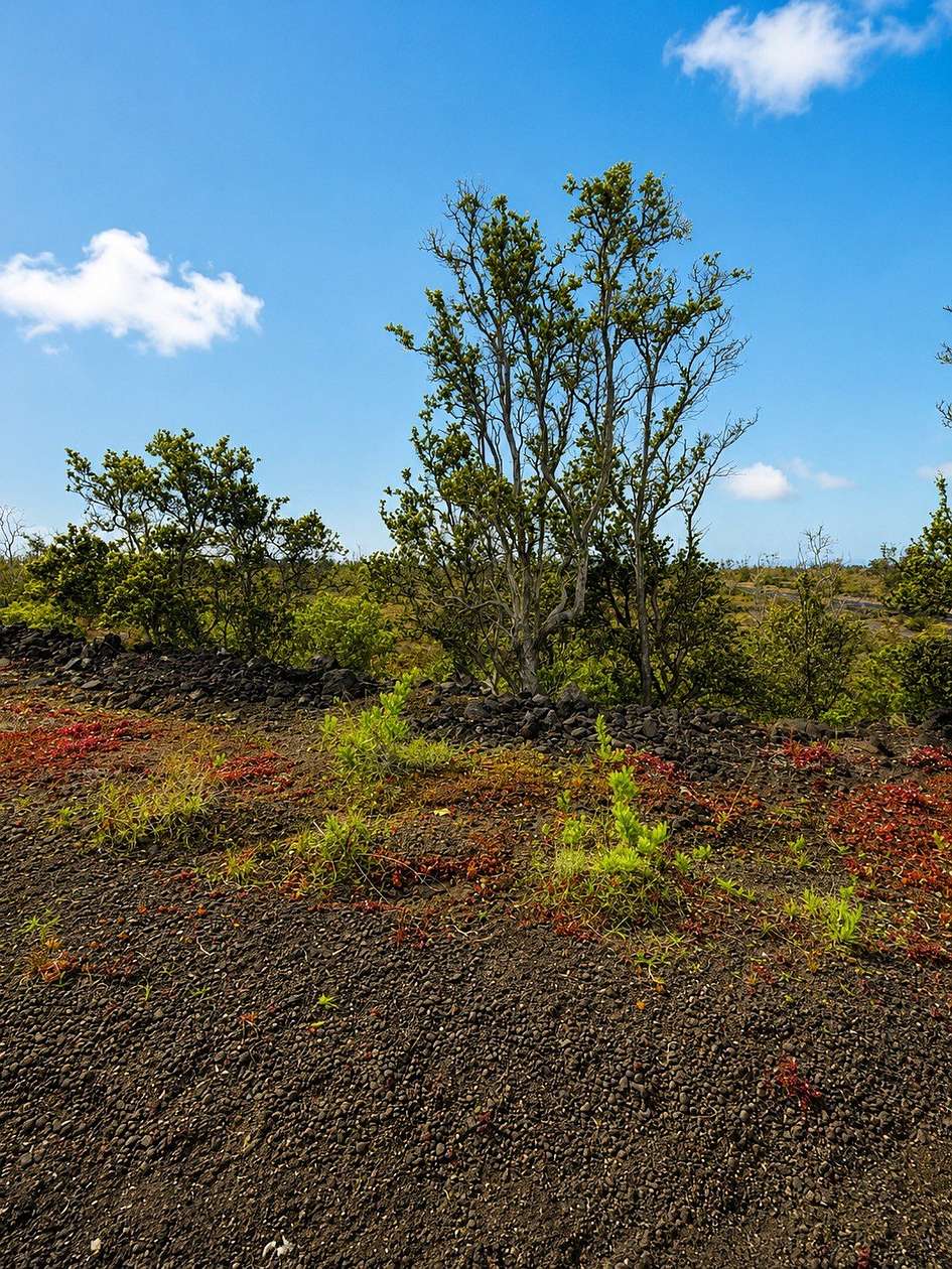 1 Acre of Land for Sale in Hawaiian Ocean View, Hawaii