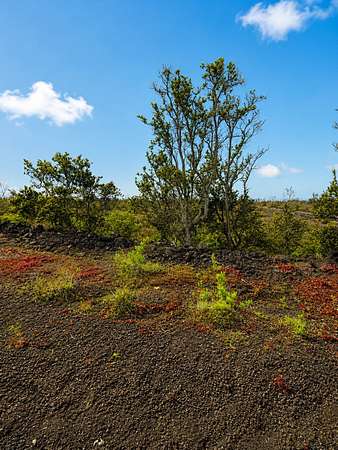 1 Acre of Land for Sale in Hawaiian Ocean View, Hawaii