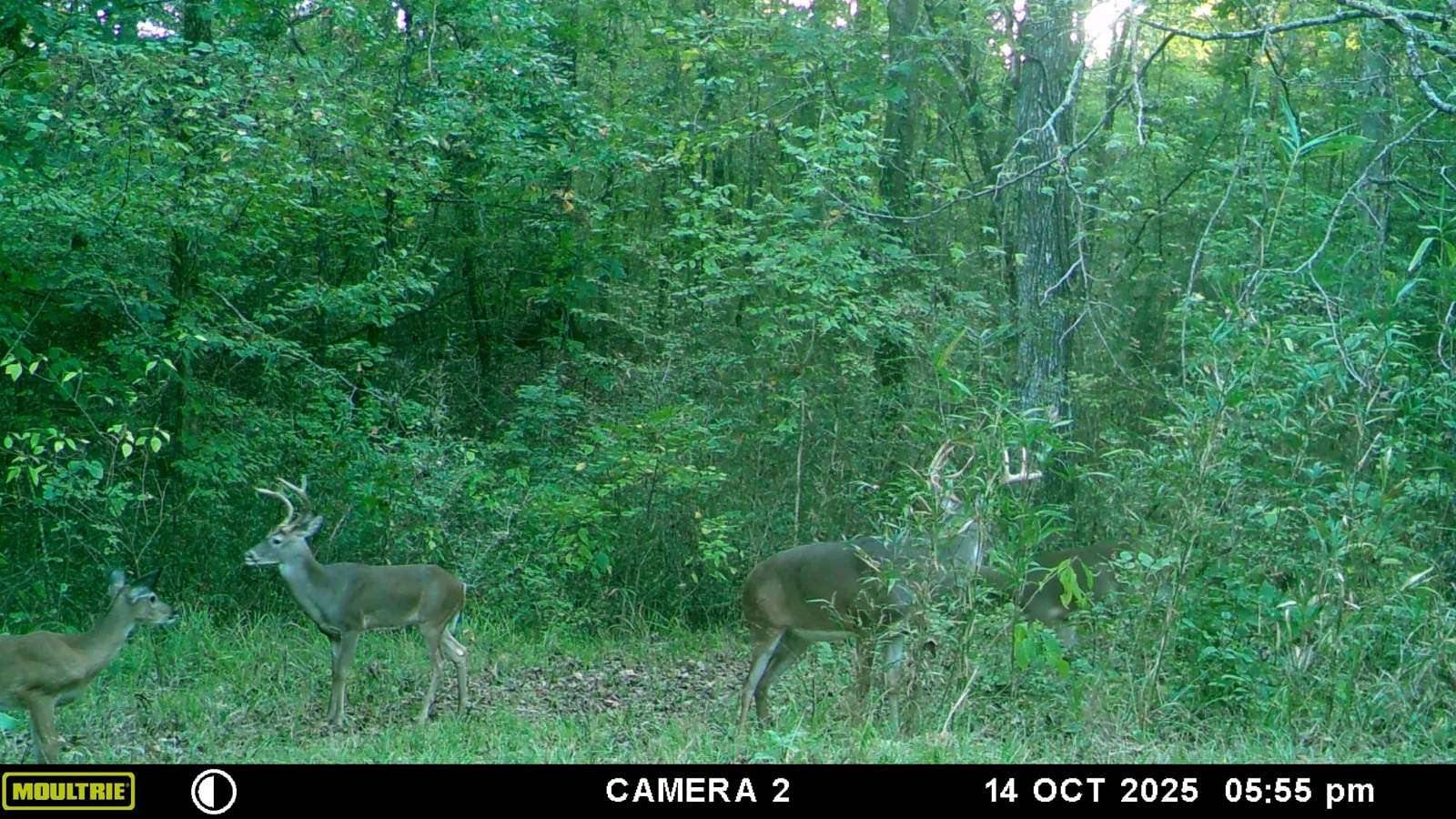 310 Acres of Recreational Land for Sale in Rocky Springs, Mississippi
