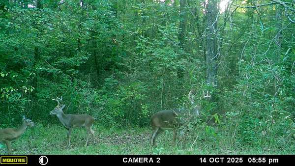 310 Acres of Recreational Land for Sale in Rocky Springs, Mississippi