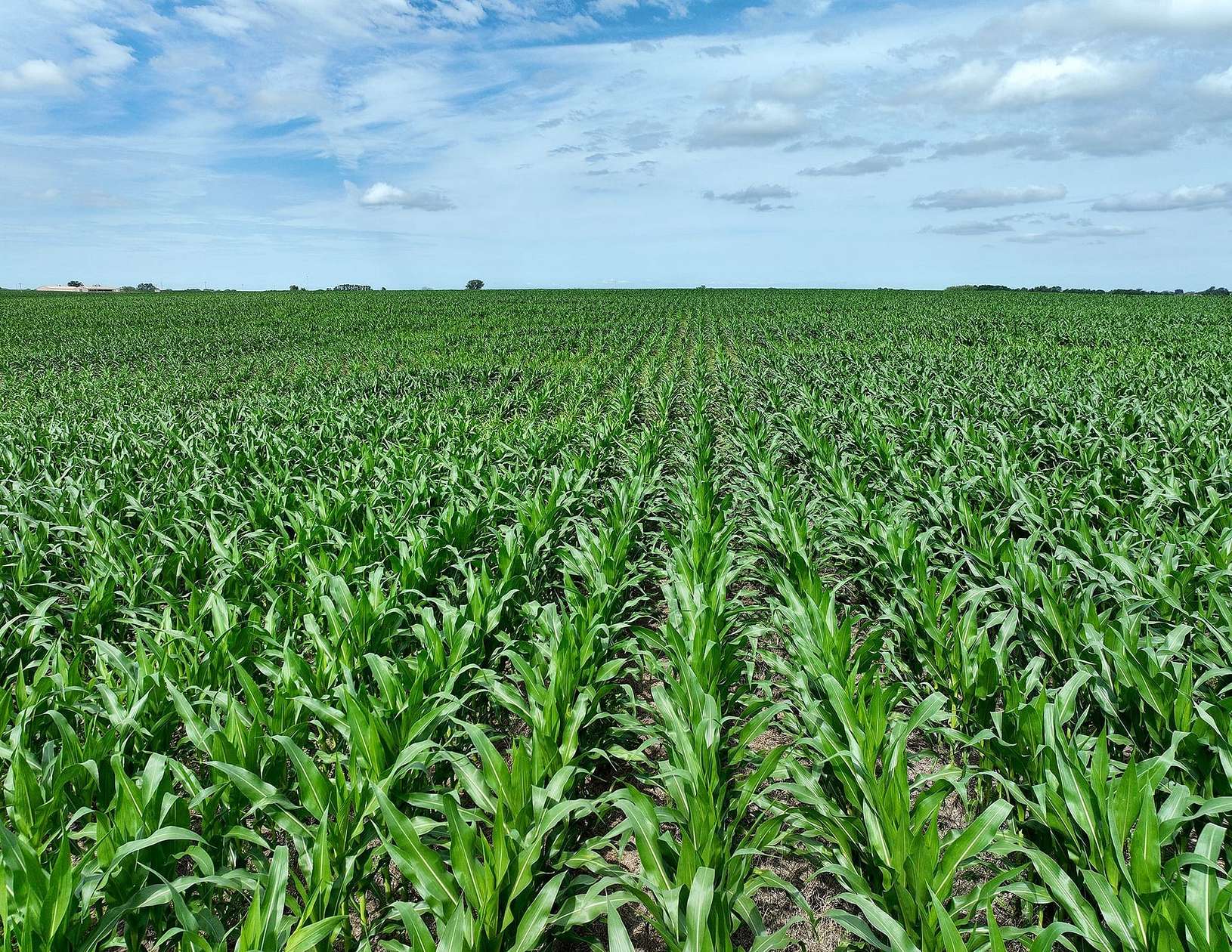 283 Acres of Land for Sale in Osceola, Iowa