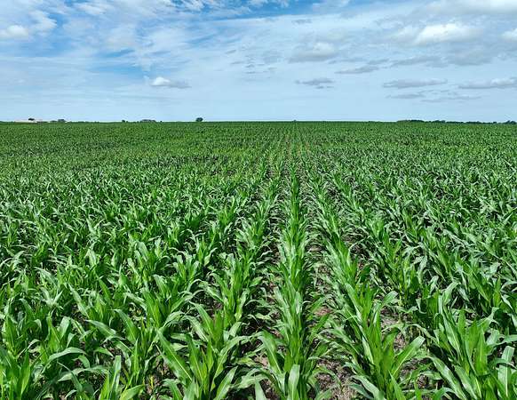 283 Acres of Land for Sale in Osceola, Iowa