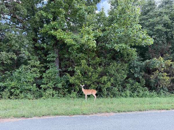 10 Acres of Recreational & Residential Land for Sale in Mountain Home, Arkansas