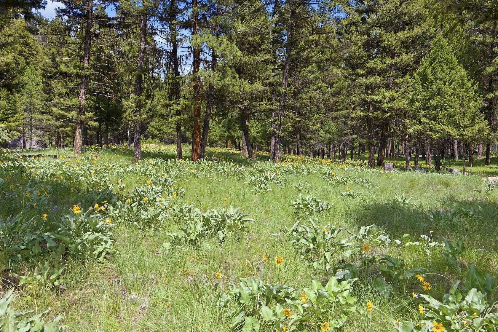70.4 Acres of Land for Sale in Seeley Lake, Montana