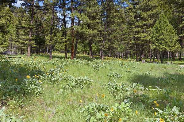 70.4 Acres of Land for Sale in Seeley Lake, Montana