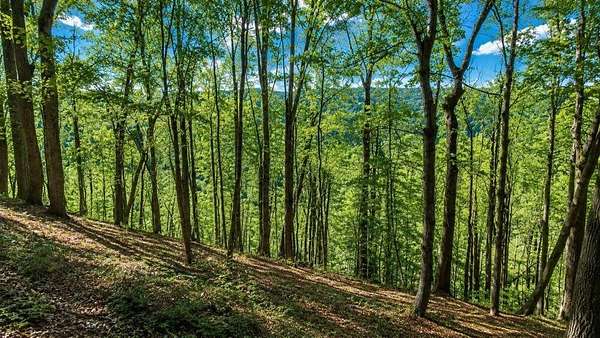 0.51 Acres of Residential Land for Auction in Smithville, Tennessee