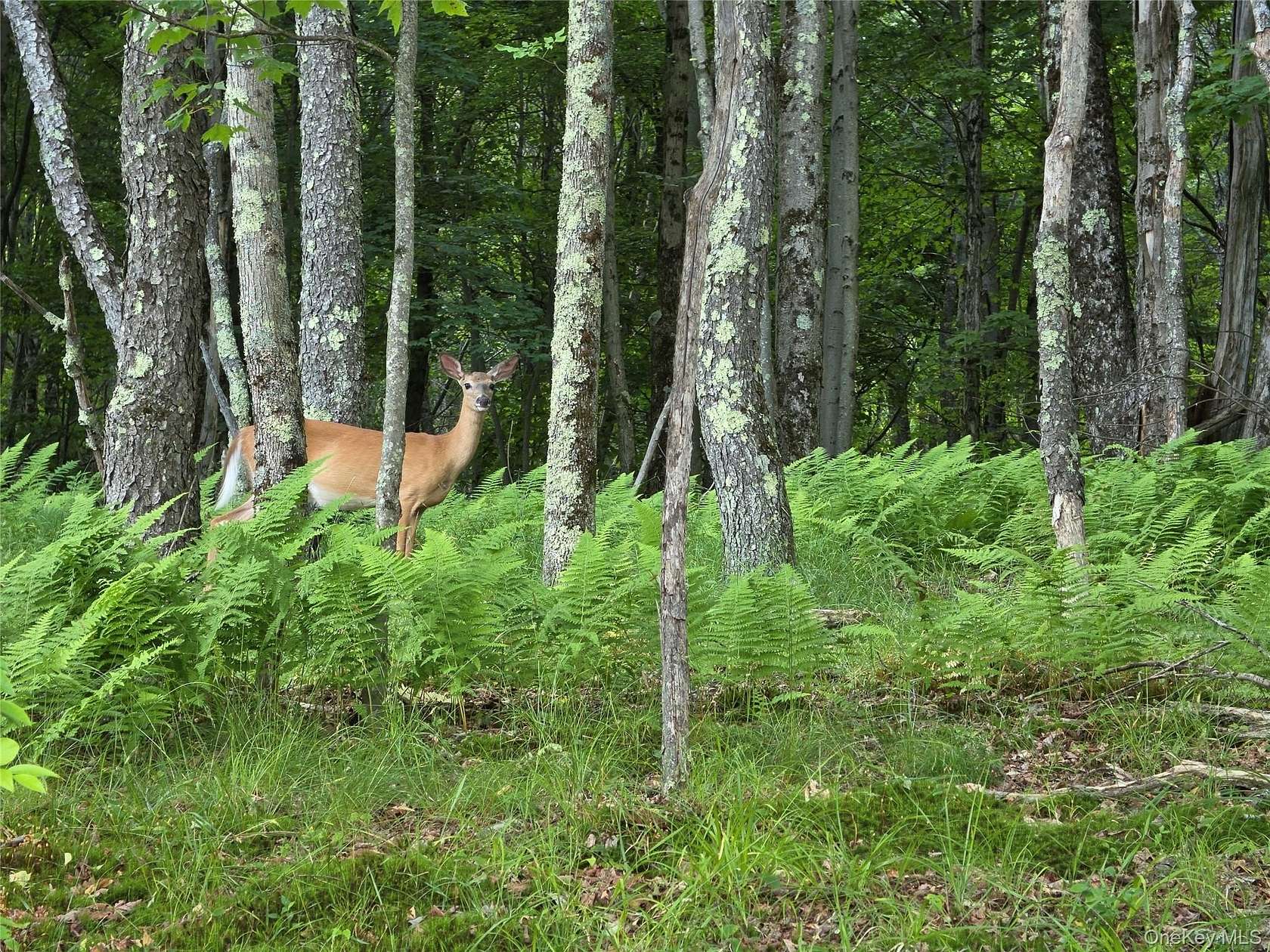 11.8 Acres of Land for Sale in Liberty, New York