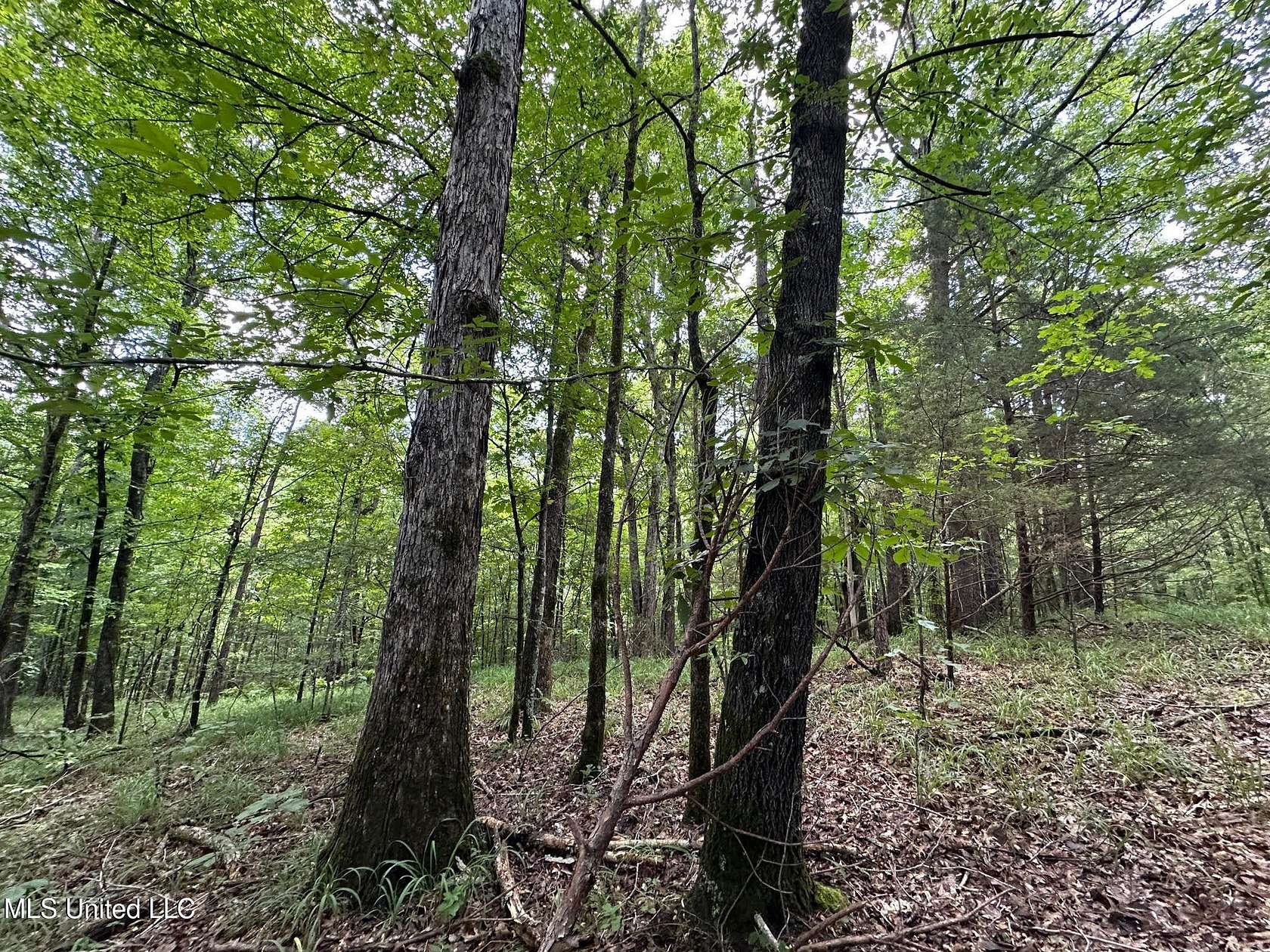 58 Acres of Recreational Land for Sale in Lexington, Mississippi