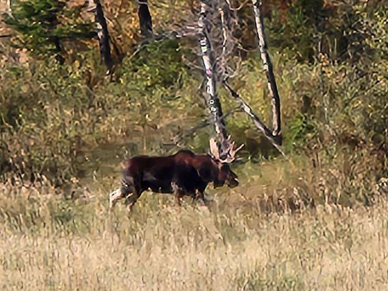 230 Acres of Recreational & Residential Land for Sale in Bozeman, Montana