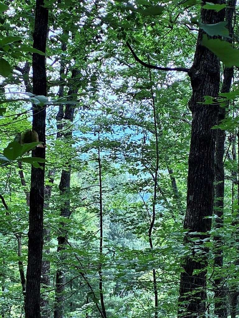 2.44 Acres of Residential Land for Sale in Ellijay, Georgia