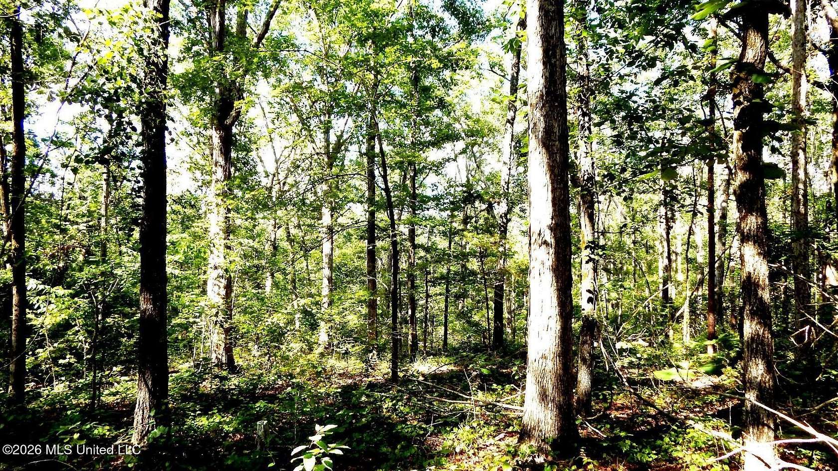 160 Acres of Recreational Land for Sale in Abbeville, Mississippi