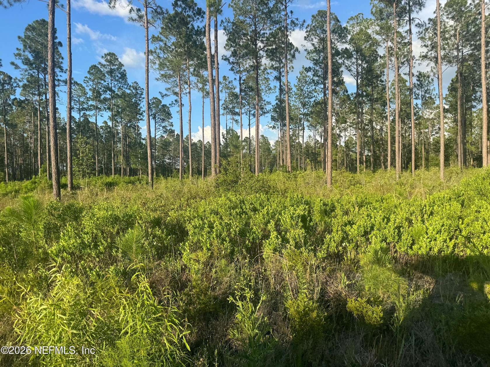 10 Acres of Recreational & Residential Land for Sale in Lake Butler, Florida