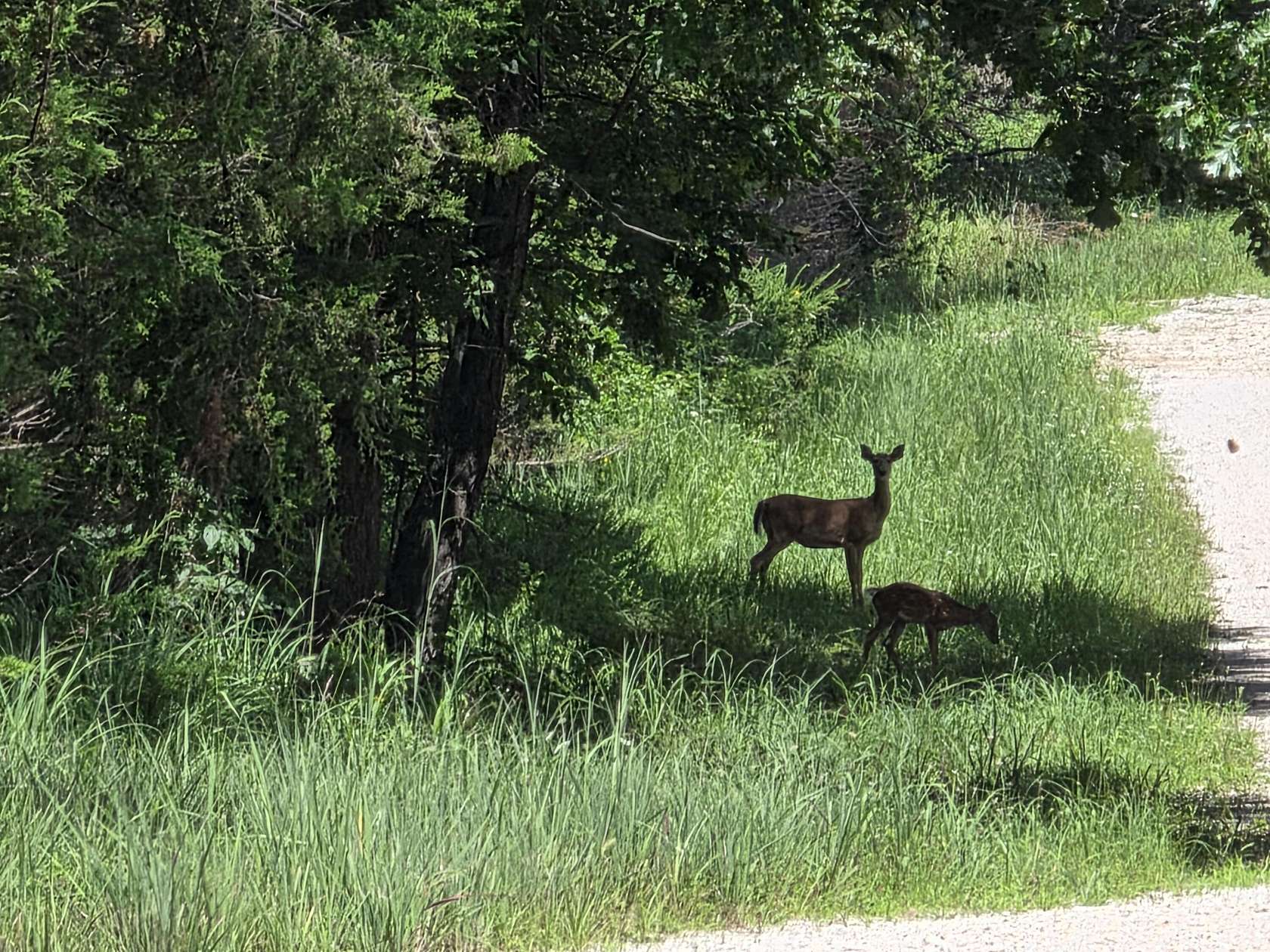 23.3 Acres of Recreational & Residential Land for Sale in Edwards, Missouri