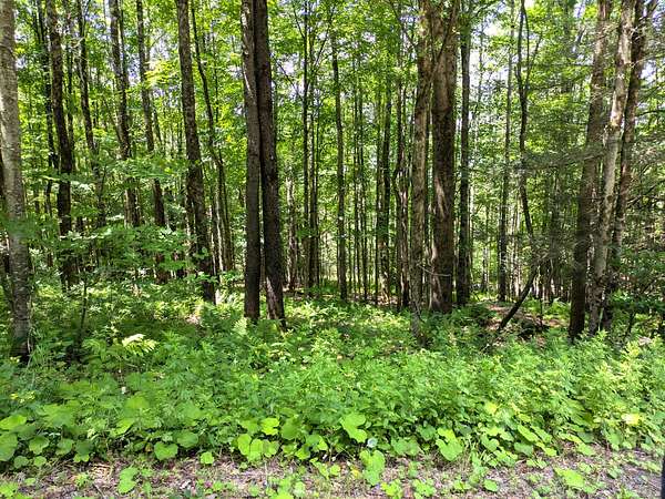 11.2 Acres of Land for Sale in Downsville, New York