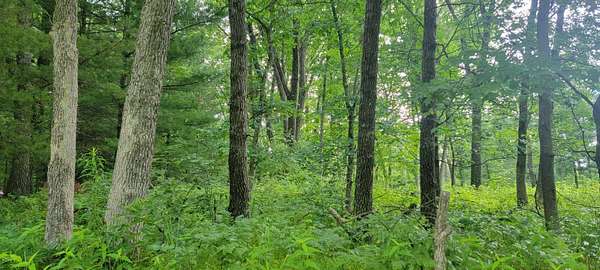 1.1 Acres of Land for Sale in Grand Marsh, Wisconsin