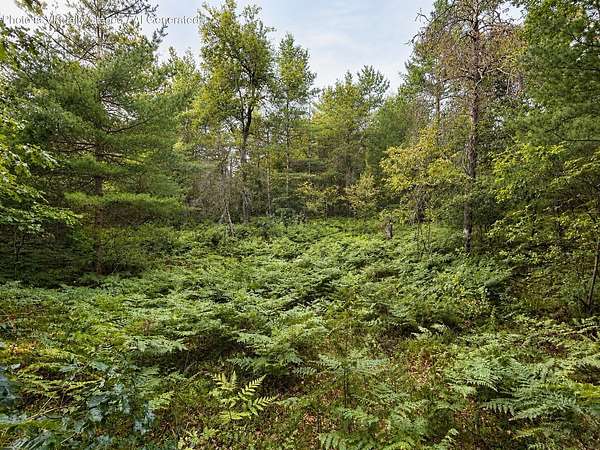 10 Acres of Recreational Land for Sale in Johannesburg, Michigan