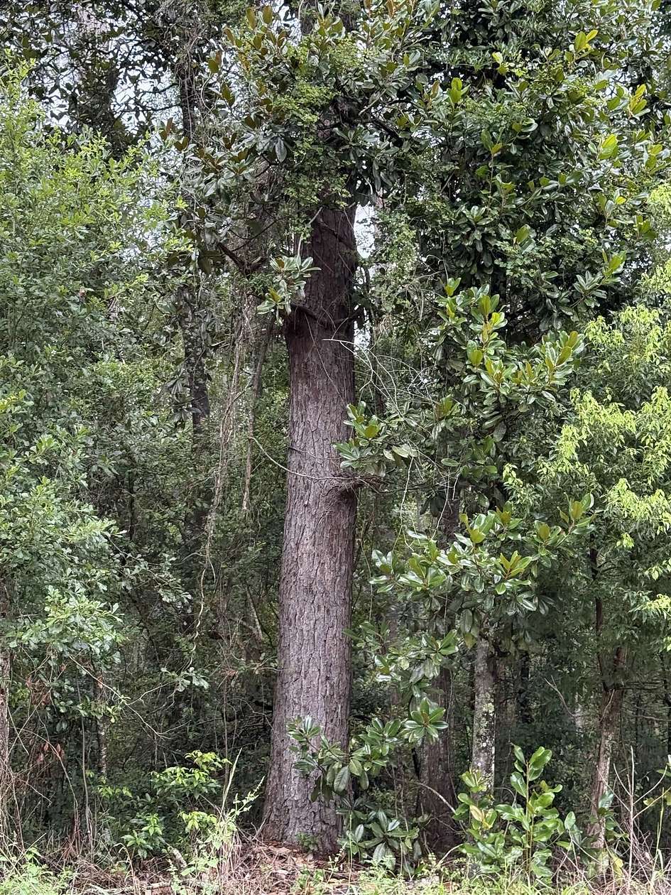 4.69 Acres of Residential Land for Sale in Greenville, Florida