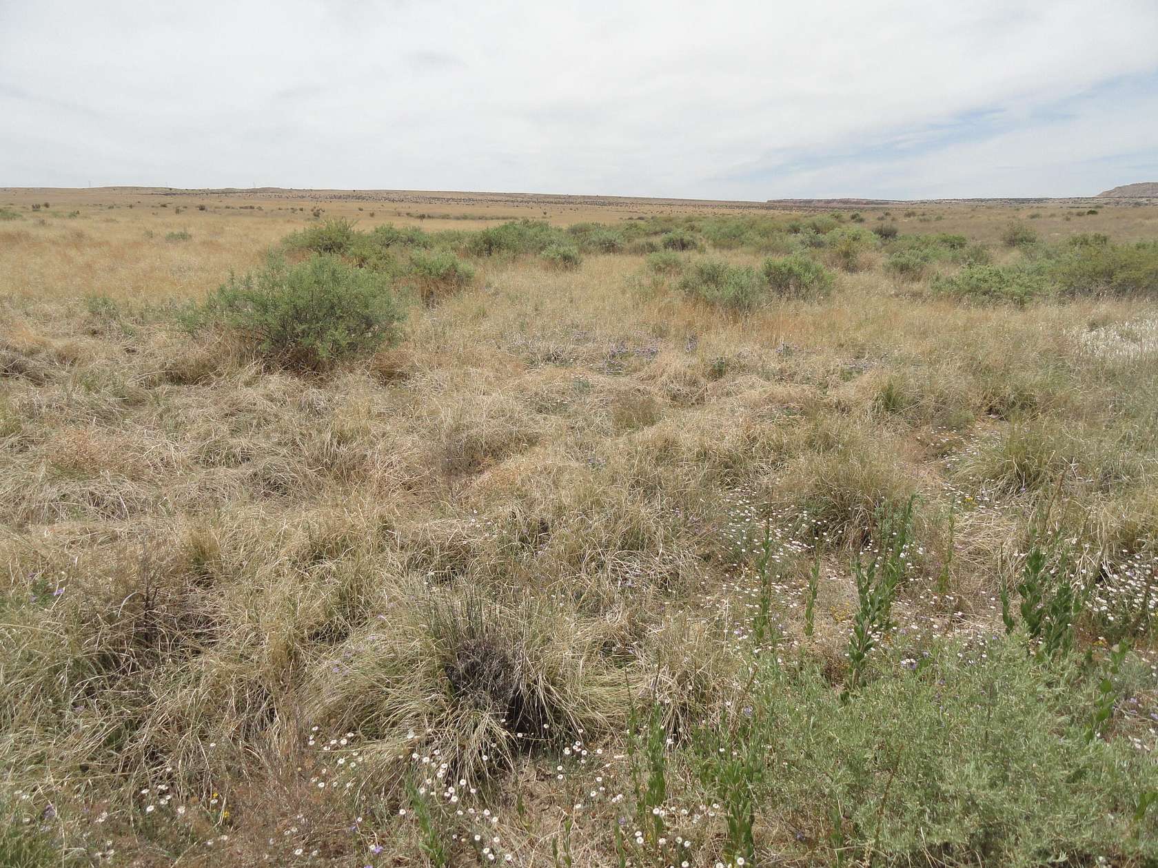 40 Acres of Land for Sale in Laguna, New Mexico