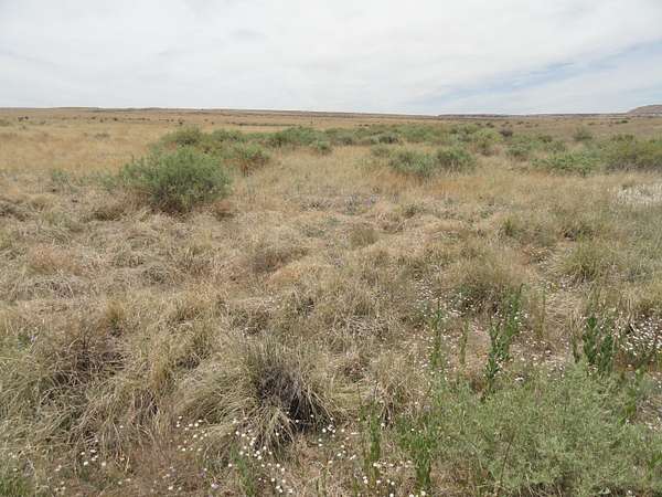 40 Acres of Land for Sale in Laguna, New Mexico
