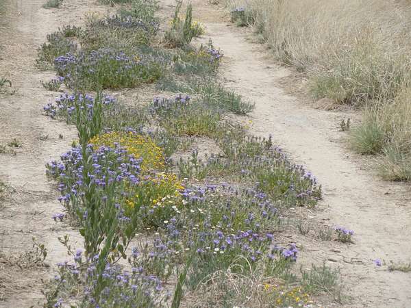 40 Acres of Land for Sale in Laguna, New Mexico