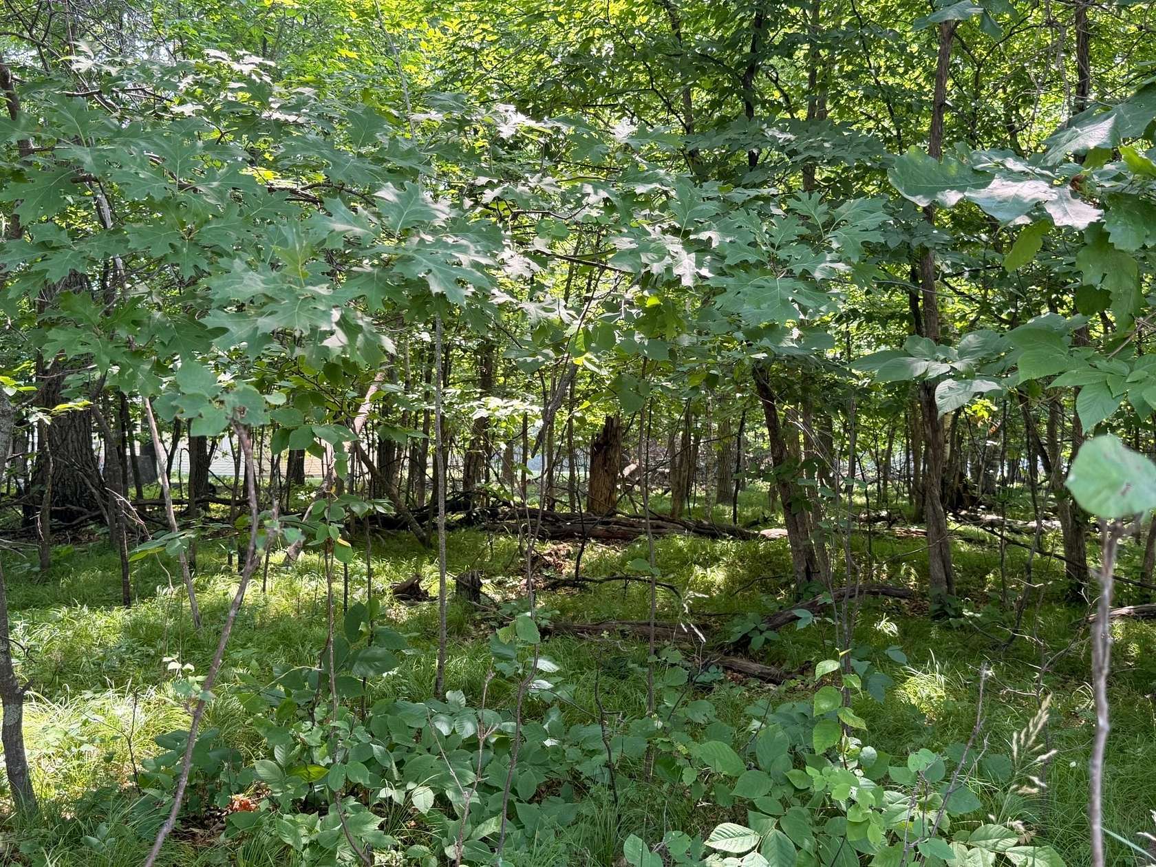 0.24 Acres of Land for Sale in Breezy Point, Minnesota