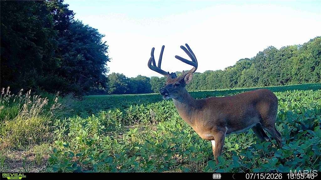 36.3 Acres of Land for Sale in Elsberry, Missouri