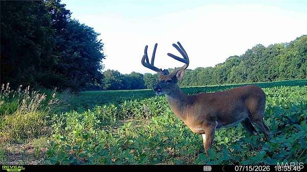36.3 Acres of Land for Sale in Elsberry, Missouri
