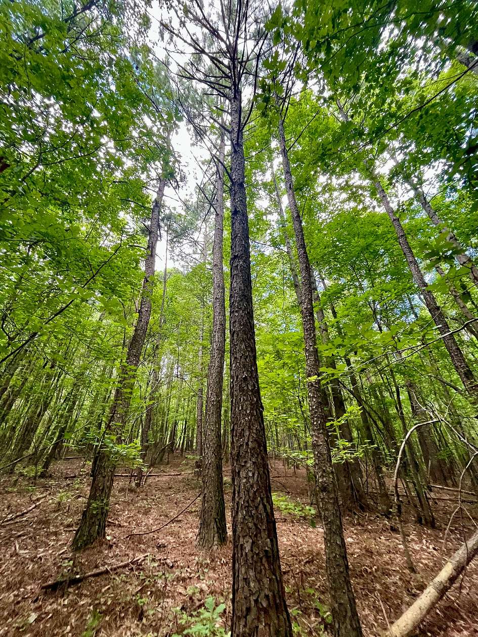 21 Acres of Recreational & Residential Land for Sale in Woodland, Alabama
