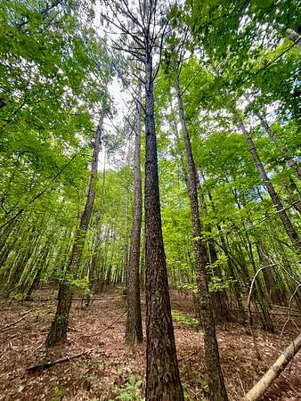 21 Acres of Recreational & Residential Land for Sale in Woodland, Alabama