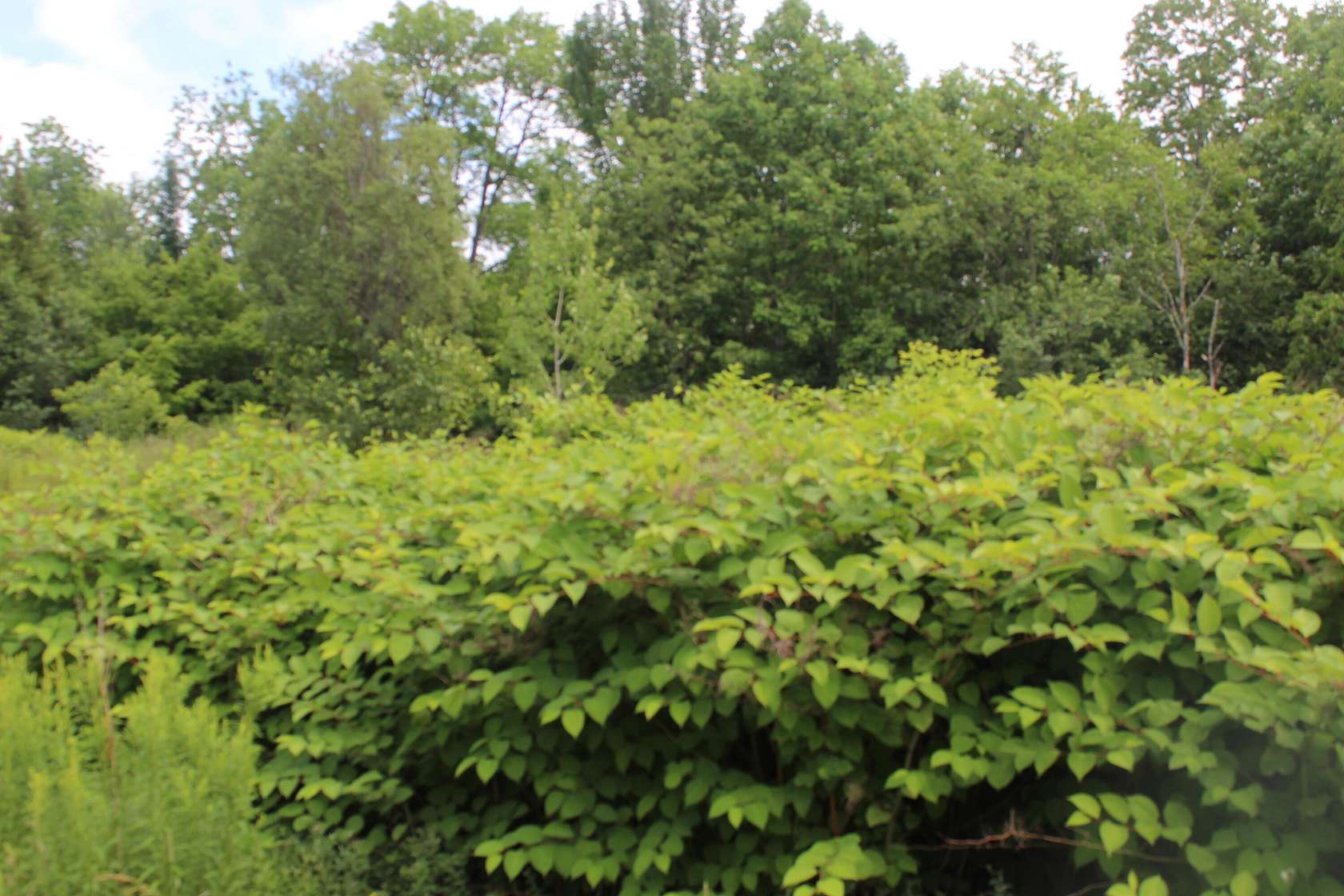 20 Acres of Recreational Land for Sale in Moro Plantation, Maine