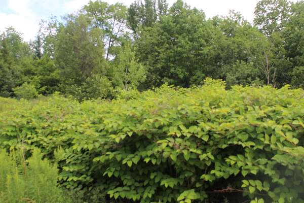 20 Acres of Recreational Land for Sale in Moro Plantation, Maine