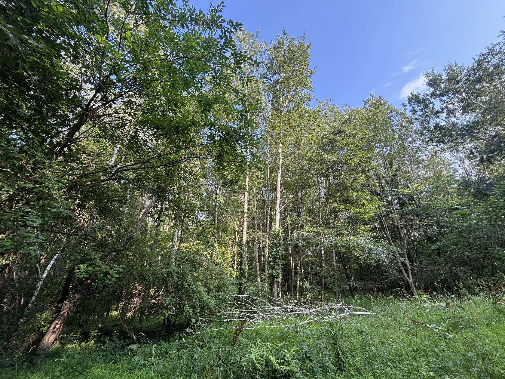 13.2 Acres of Recreational Land for Sale in Grass Lake, Michigan
