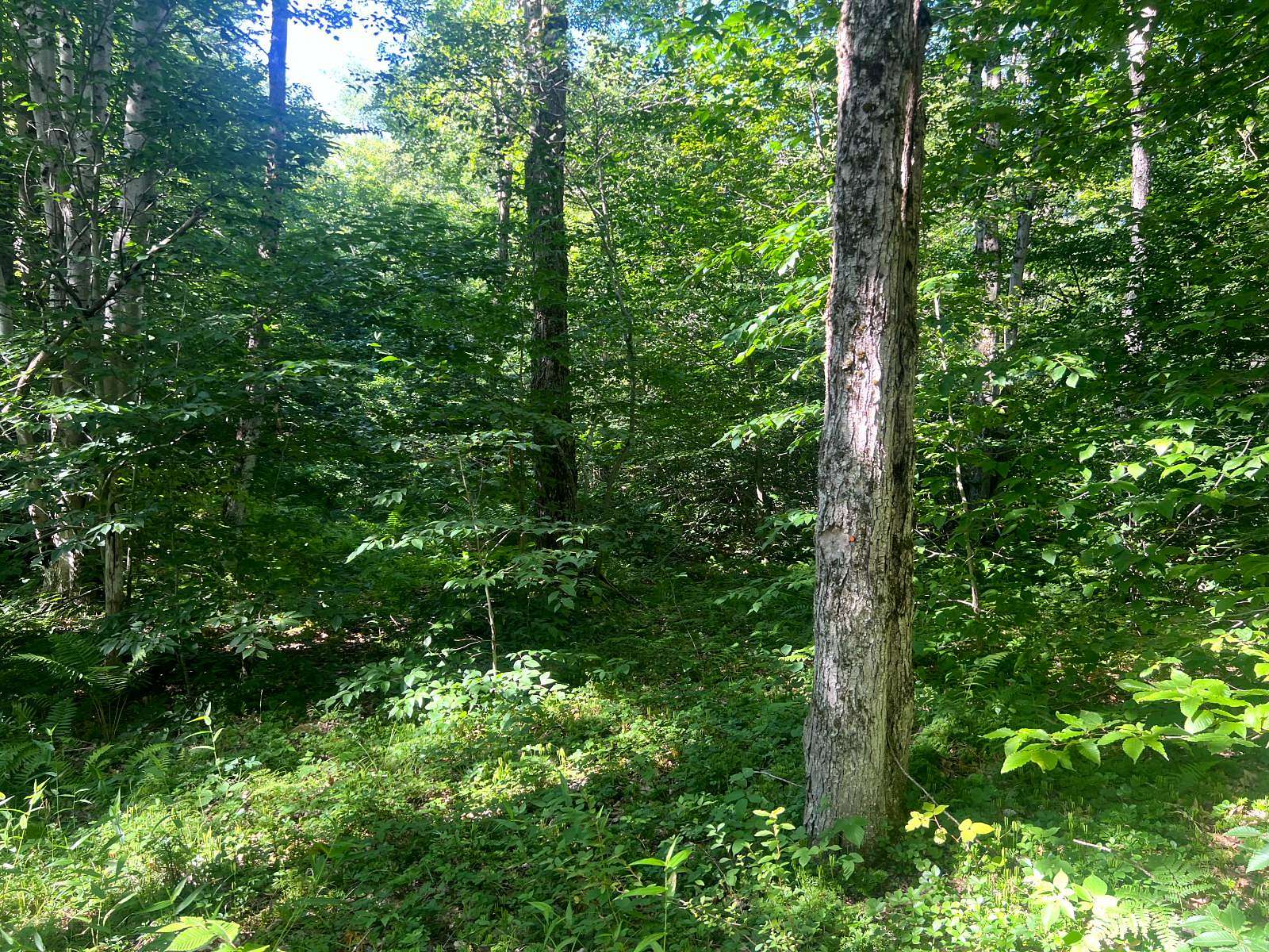 52.5 Acres of Recreational Land for Sale in Camden, New York