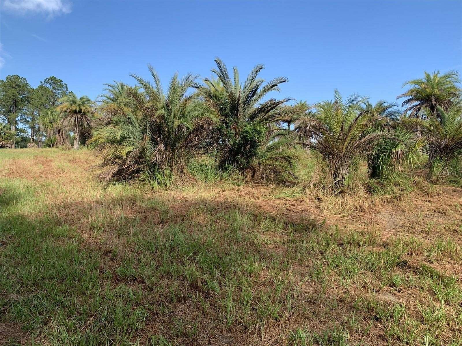 5.23 Acres of Residential Land for Sale in Brooksville, Florida