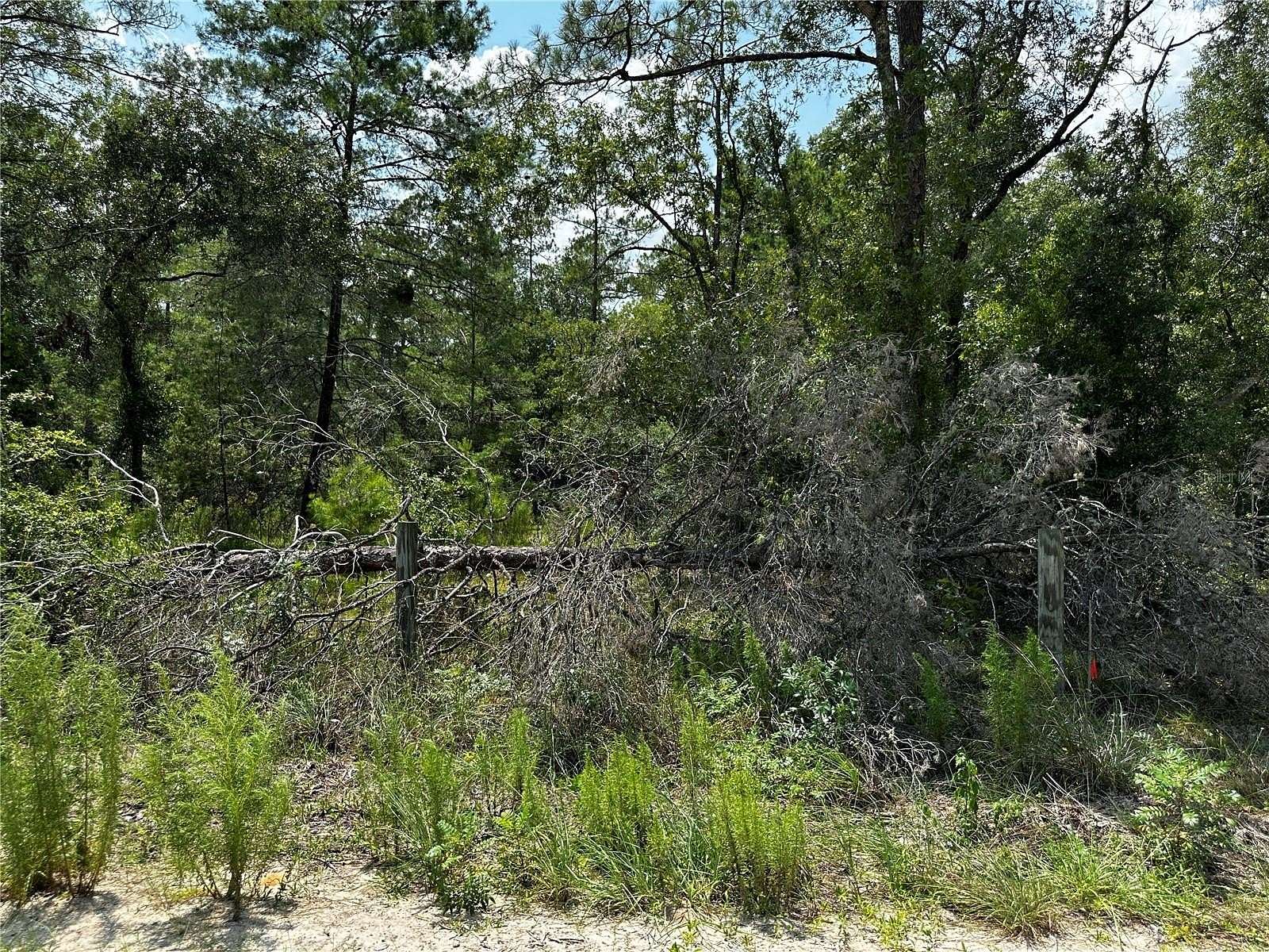 1 Acre of Residential Land for Sale in Williston, Florida
