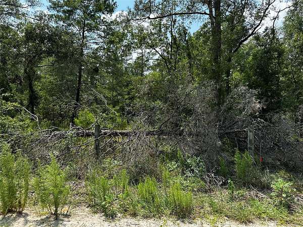 1 Acre of Residential Land for Sale in Williston, Florida