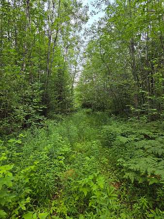 40 Acres of Recreational Land for Sale in Deerbrook, Wisconsin