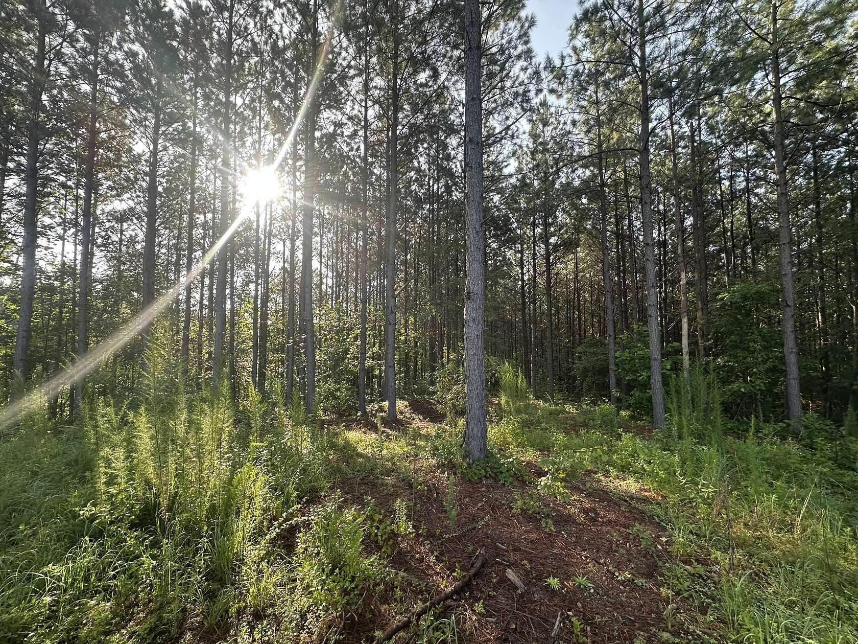 17 Acres of Land for Sale in Hohenwald, Tennessee