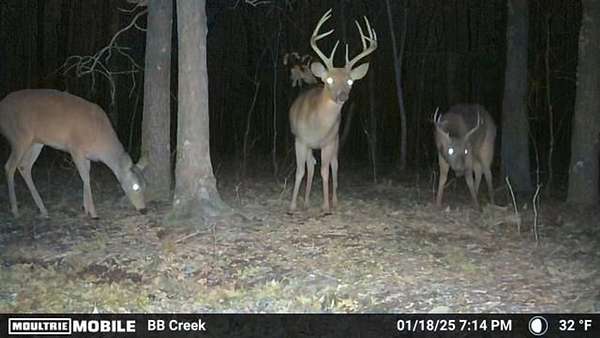 23.4 Acres of Land for Sale in Fairdealing, Missouri