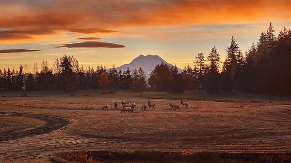 48 Acres of Recreational & Residential Land for Sale in Roy, Washington